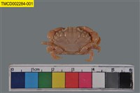 藏品(肉球皺蟹)的圖片